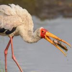 Yellowbilled Stork - Martin Livingstone - Mention - Traditional