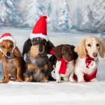 Doxie Diversity - Terry Tuttle - Mention - Traditional