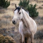 Kiger Mustang - Vivian Mcaleavey - Mention - Traditional