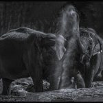 Night Fright - George Peterson - 3rd Prize - B W Print Large