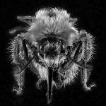 Close Look - Neal Thompson - 1st Prize - B W Print Small