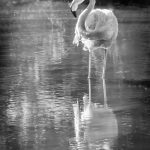 Flamingo Reflections - Barbara Tricarico - 3rd Prize - B W Print Small