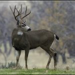 Dominant - George Peterson - 2nd Prize - Color Print Large