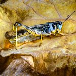 Grasshopper - Neal Thompson - 3rd Prize - Color Print Small