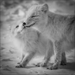 Arctic Fox Kisses - Barbara Tricarico - 1st Prize - Monochrome