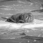 Napping Walrus - Barbara Tricarico - Mention - Monochrome