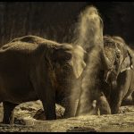 Dust Up - George Peterson - 1st Prize - Traditional