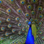 Peacock - Alan Ingersoll - 2nd Prize - Traditional