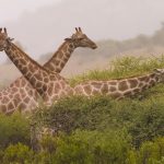 Misty Morning - Jon Wilbrecht - 2nd Prize - Traditional