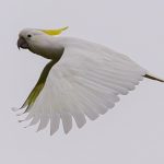 Sulphur Crested Cockatoo - Martin Livingstone - 2nd Prize - Traditional