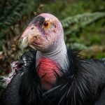 California Condor - Neal Thompson - 2nd Prize - Traditional