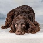 Boykin Spaniel - Terry Tuttle - 2nd Prize - Traditional