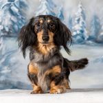 Long Haired Doxie - Terry Tuttle - 2nd Prize - Traditional