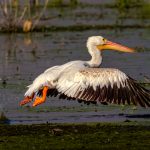 Lower Klamath Pelican - Linda Willems - 3rd Prize - Traditional