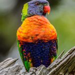 Rainbow Lorikeet - Martin Livingstone - 3rd Prize - Traditional