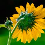 Ukraine Strong - Terry Tuttle - 3rd Prize - Traditional