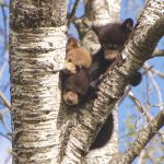 3s A Crowd - Jon Wilbrecht - Mention - Traditional