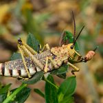 Locust - Linda Livingstone - Mention - Traditional