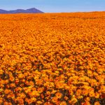 Namaqualand Spring Flowers - Martin Livingstone - Mention - Traditional