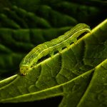 Caterpillar - Neal Thompson - Mention - Traditional