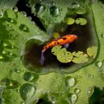 Koe Pond - Howard Hunt - Altered Reality - 2nd Prize