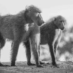 Baboon Lookouts - Howard Hunt - B & W Print Large - 2nd Prize