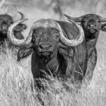 Cape Buffalo - Howard Hunt - B & W Print Small - 2nd Prize