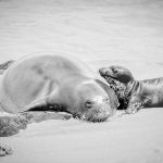 Five Days Old - Judy Lanier - B & W Print Small - 3rd Prize