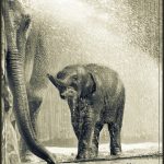 Elephants Shower - George Peterson - B & W Print Small - Mention