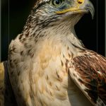 Looking Back - Judy Lanier - Color Print Large - 1st Prize