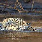 Jaguar Swimming - Howard Hunt - Color Print Large - 3rd Prize