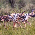 Painted Dogs - Howard Hunt - Color Print Large - Mention