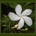 Hawaiian Beauty - Judy Lanier - Color Print Small - 1st Prize
