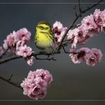 Townsend In The Blossoms - George Peterson - Color Print Small - 2nd Prize