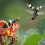 Two Bugs - Howard Hunt - Color Print Small - Mention