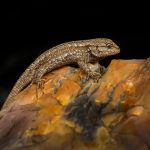 Lizard - Neal Thompson - Color Print Small - Mention