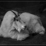 Resting In The Shade - George Peterson - Monochrome - 3rd Prize