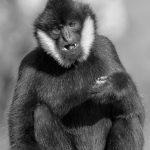 Mutton Chops - Terry Tuttle - Monochrome - Mention