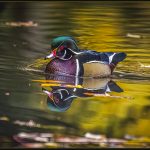 Upper Duck Pond - George Peterson - Traditional - 1st Prize