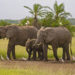 All Aboard - Jon Wilbrecht - Traditional - 2nd Prize