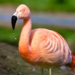 Flamingo Stare - Linda Willems - Traditional - 3rd Prize