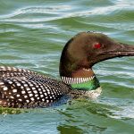 Not So Common Common Loon - Linda Willems - Traditional - 3rd Prize