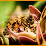 Bee At Work - Neal Thompson - Traditional - 3rd Prize