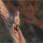 Vervet Monkey - Judy Lanier - Traditional - Mention