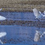 Opportunist - Linda Livingstone - Traditional - Mention