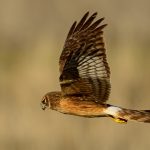 Northern Harrier - Martin Livingstone - Traditional - Mention