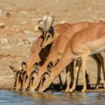 Odd One Out - Martin Livingstone - Traditional - Mention