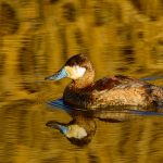 Ruddy Duck - Martin Livingstone - Traditional - Mention