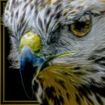 Eye Of The Hawk - Judy Lanier - 1st Prize - Altered Reality