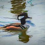 Duck As Oil Painting - Mark Huddleston - Mention - Altered Reality